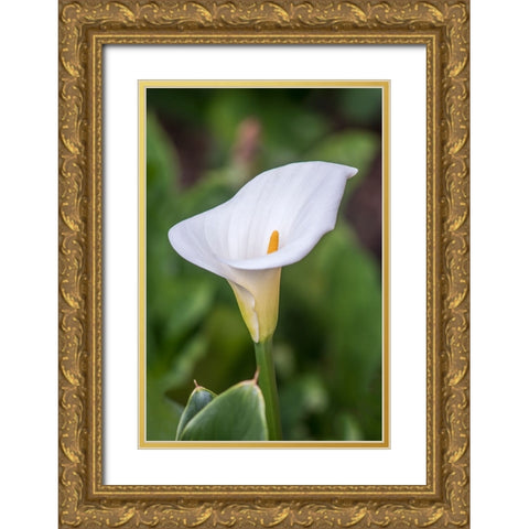 Washington State-Seattle Lily Gold Ornate Wood Framed Art Print with Double Matting by Tilley, Rob