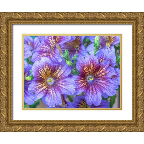 Washington State-Sammamish-Painted tongue flowering during the summer months design and pattern Gold Ornate Wood Framed Art Print with Double Matting by Gulin, Sylvia