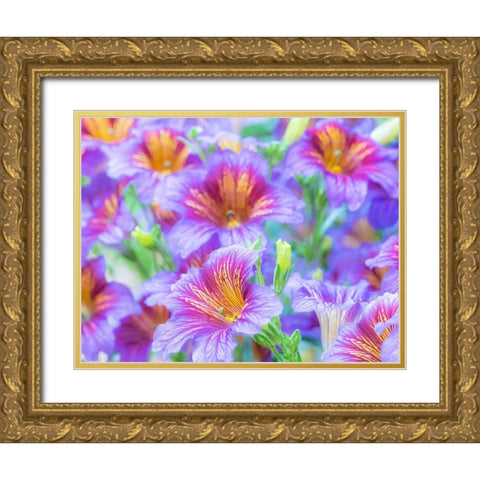 Washington State-Sammamish-Painted tongue flowering during the summer months design and pattern Gold Ornate Wood Framed Art Print with Double Matting by Gulin, Sylvia