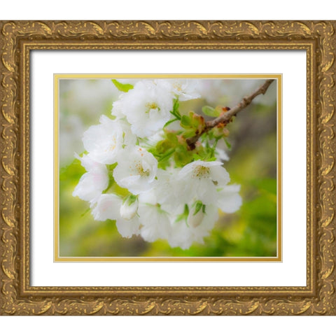 Washington State-Seattle-Washington Arboretum-Springtime cherry blooming Gold Ornate Wood Framed Art Print with Double Matting by Gulin, Sylvia