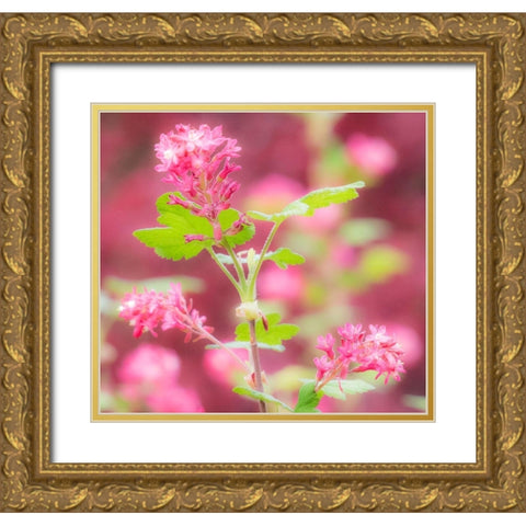 Washington State-Sammamish-spring flowering Currant Gold Ornate Wood Framed Art Print with Double Matting by Gulin, Sylvia