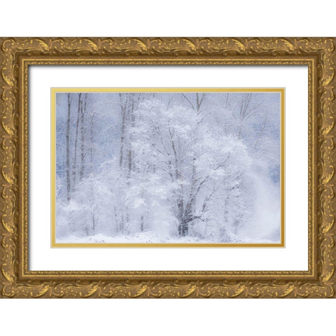 Washington State-Fall City valley with fresh snows on Cottonwoods Gold Ornate Wood Framed Art Print with Double Matting by Gulin, Sylvia