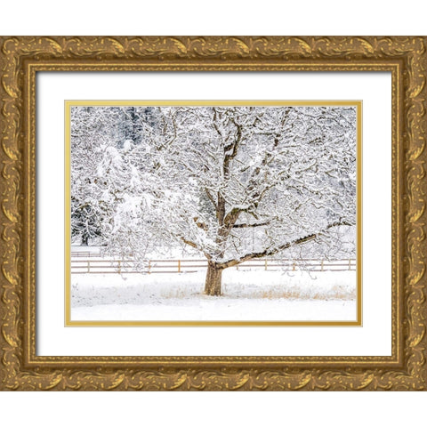 Washington State-Fall City-fresh snow on trees and fence Gold Ornate Wood Framed Art Print with Double Matting by Gulin, Sylvia