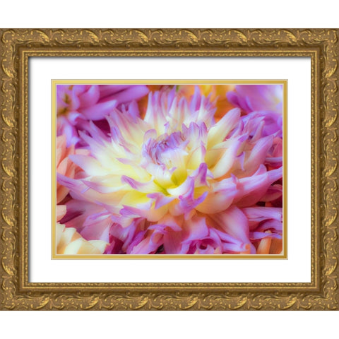 Washington State-Sammamish Dahlia flower design and patterns Gold Ornate Wood Framed Art Print with Double Matting by Gulin, Sylvia