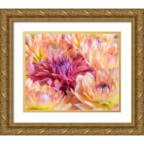 Washington State-Sammamish Dahlia flower design and patterns Gold Ornate Wood Framed Art Print with Double Matting by Gulin, Sylvia