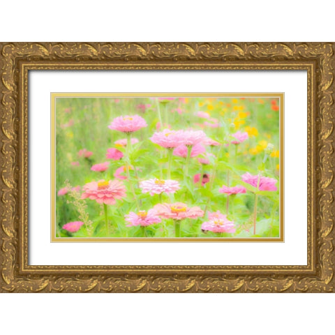 Washington State-Oakville-Pacific Northwest zinnia flower Gold Ornate Wood Framed Art Print with Double Matting by Gulin, Sylvia