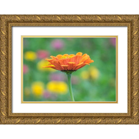 Washington State-Oakville-Pacific Northwest zinnia flower Gold Ornate Wood Framed Art Print with Double Matting by Gulin, Sylvia