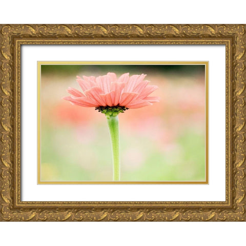 Washington State-Oakville-Pacific Northwest zinnia flower Gold Ornate Wood Framed Art Print with Double Matting by Gulin, Sylvia