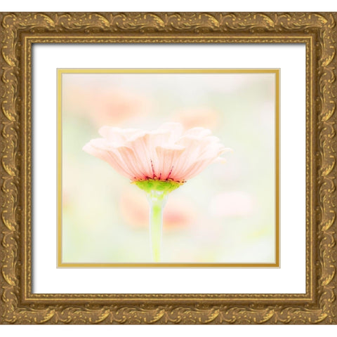 Washington State-Oakville-Pacific Northwest zinnia flower Gold Ornate Wood Framed Art Print with Double Matting by Gulin, Sylvia