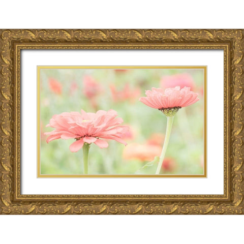 Washington State-Oakville-Pacific Northwest zinnia flower Gold Ornate Wood Framed Art Print with Double Matting by Gulin, Sylvia
