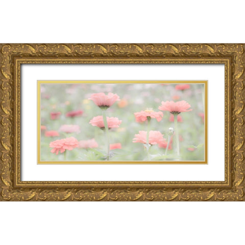 Washington State-Oakville-Pacific Northwest zinnia flower Gold Ornate Wood Framed Art Print with Double Matting by Gulin, Sylvia