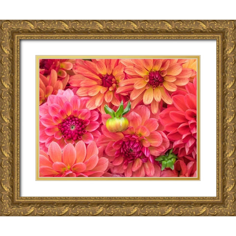 Washington State-Sammamish Dahlia flower design and patterns Gold Ornate Wood Framed Art Print with Double Matting by Gulin, Sylvia
