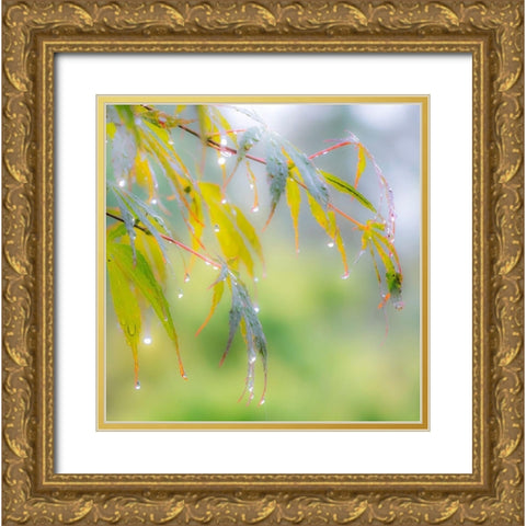 Washington State-Sammamish dew drops on Japanese Maple leaves Gold Ornate Wood Framed Art Print with Double Matting by Gulin, Sylvia