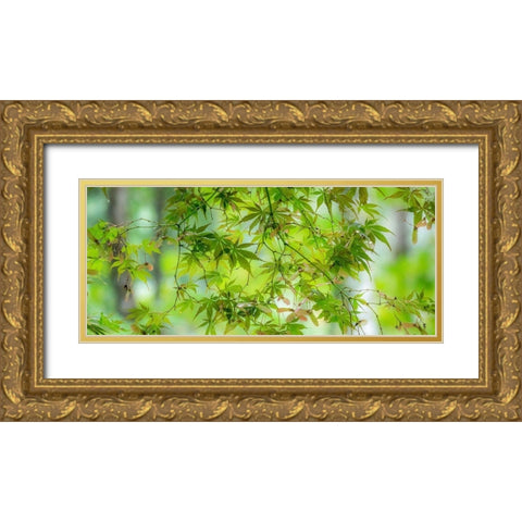 Washington State-Sammamish-looking up through Japanese Maple Leaves in Autumns colors Gold Ornate Wood Framed Art Print with Double Matting by Gulin, Sylvia