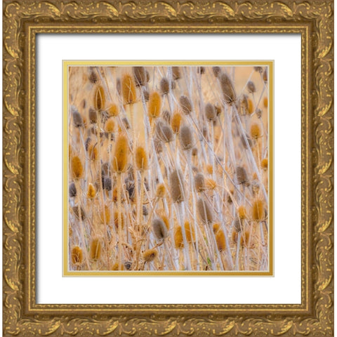 Washington State-Palouse-Eastern Washington and Teasel and grasses gold colors Gold Ornate Wood Framed Art Print with Double Matting by Gulin, Sylvia