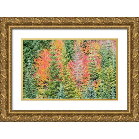 Stampede Pass-Washington State-Cascade Mountains with reds of Vine Maple trees Gold Ornate Wood Framed Art Print with Double Matting by Gulin, Sylvia