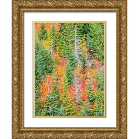 Stampede Pass-Washington State-Cascade Mountains with reds of Vine Maple trees Gold Ornate Wood Framed Art Print with Double Matting by Gulin, Sylvia