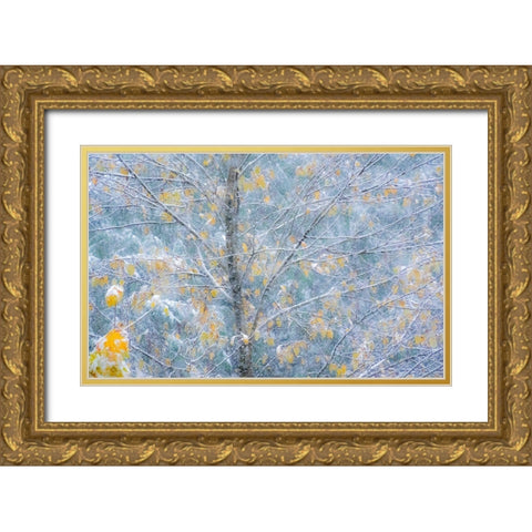 Washington State-Sammamish fresh Autumn snowfall on Fall Colored Japanese Cherry trees Gold Ornate Wood Framed Art Print with Double Matting by Gulin, Sylvia