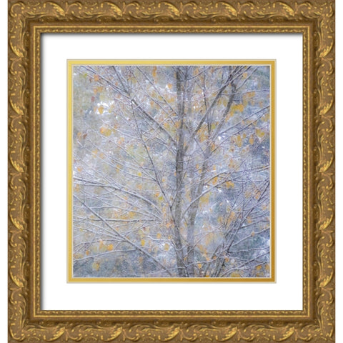 Washington State-Sammamish fresh Autumn snowfall on Fall Colored Japanese Cherry trees Gold Ornate Wood Framed Art Print with Double Matting by Gulin, Sylvia