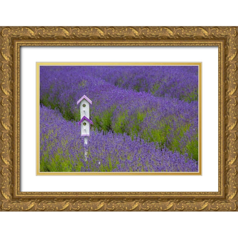 Washington State-Sequim-early summer blooming Lavender fields rows with bird house Gold Ornate Wood Framed Art Print with Double Matting by Gulin, Sylvia