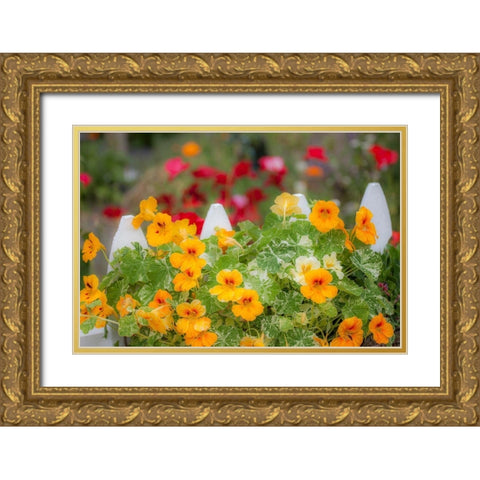 Washington State-Sequim-early summer blooming Nasturtium and white picket fence Gold Ornate Wood Framed Art Print with Double Matting by Gulin, Sylvia