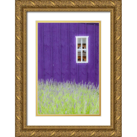 Sequim-Washington State-field of Lavender and Lavender painted wood barn and white framed window Gold Ornate Wood Framed Art Print with Double Matting by Gulin, Sylvia