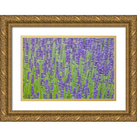 Washington State-Sequim-early summer blooming Lavender fields Gold Ornate Wood Framed Art Print with Double Matting by Gulin, Sylvia