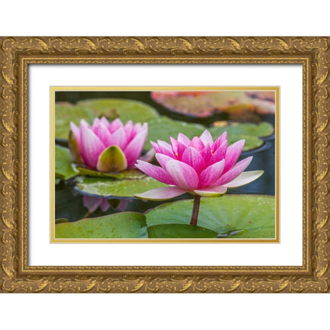Washington State-Seattle-Woodland Park garden with waterlilies blooming Gold Ornate Wood Framed Art Print with Double Matting by Gulin, Sylvia