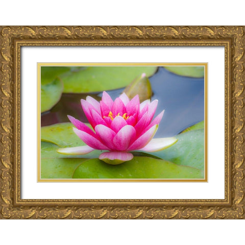 Washington State-Seattle-Woodland Park garden with waterlilies blooming Gold Ornate Wood Framed Art Print with Double Matting by Gulin, Sylvia