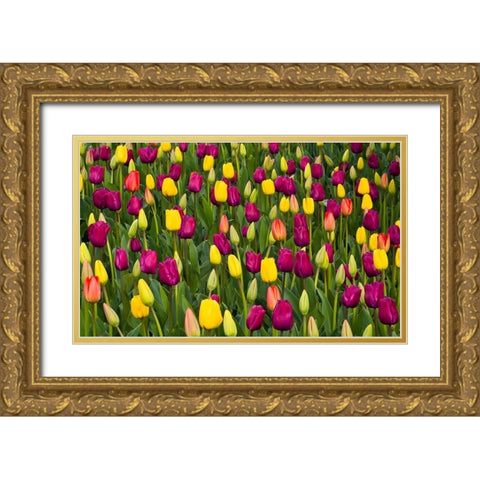 Washington State-Skagit-Western Washington springtime blooming tulips-grape hyacinth Gold Ornate Wood Framed Art Print with Double Matting by Gulin, Sylvia