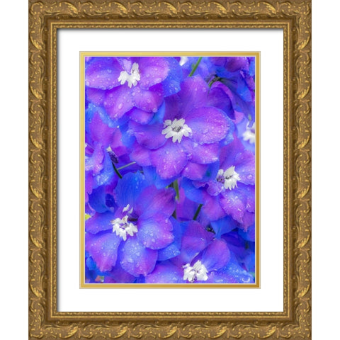 Washington State-Sammamish close up image of a blue delphinium Gold Ornate Wood Framed Art Print with Double Matting by Gulin, Sylvia