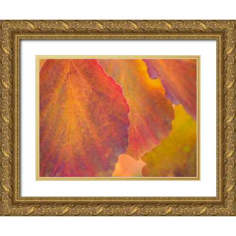 Washington State-Sammamish witch hazel leaves with fall color Gold Ornate Wood Framed Art Print with Double Matting by Gulin, Sylvia