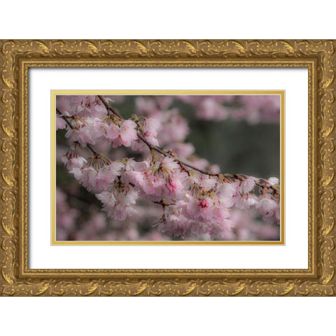USA-Washington State-Fall City-Springtime cherry trees blooming along Snoqualmie River Gold Ornate Wood Framed Art Print with Double Matting by Gulin, Sylvia