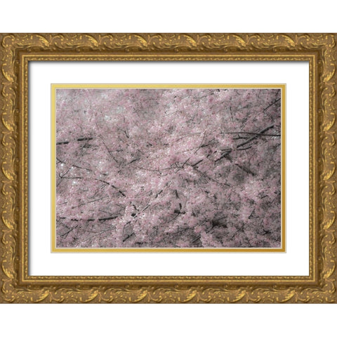 USA-Washington State-Fall City-Springtime cherry trees blooming along Snoqualmie River Gold Ornate Wood Framed Art Print with Double Matting by Gulin, Sylvia