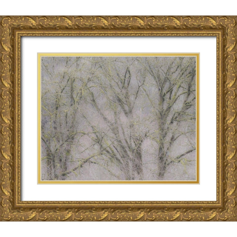 USA-Washington State-Fall City soft focus springtime Big Leaf Maple trees Gold Ornate Wood Framed Art Print with Double Matting by Gulin, Sylvia