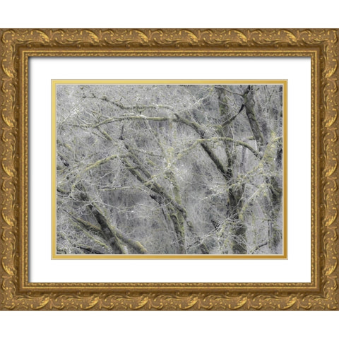 USA-Washington State-Fall City soft focus springtime Big Leaf Maple trees Gold Ornate Wood Framed Art Print with Double Matting by Gulin, Sylvia