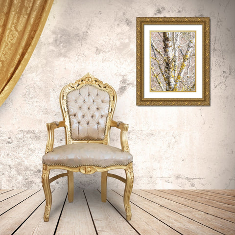 USA-Washington State-Bellevue-Birch tree with lichen early spring Gold Ornate Wood Framed Art Print with Double Matting by Gulin, Sylvia
