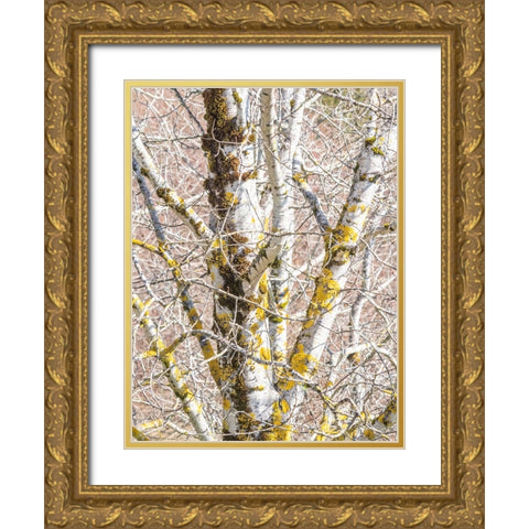 USA-Washington State-Bellevue-Birch tree with lichen early spring Gold Ornate Wood Framed Art Print with Double Matting by Gulin, Sylvia