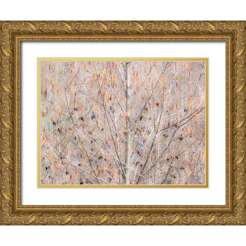USA-Washington State-Carnation-Pacific Northwest early spring Alder Trees Gold Ornate Wood Framed Art Print with Double Matting by Gulin, Sylvia