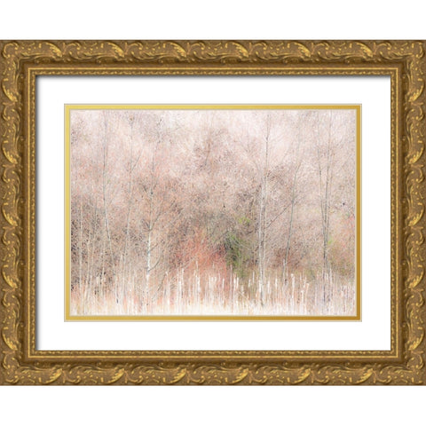USA-Washington State-Carnation-Pacific Northwest early spring Alder Trees Gold Ornate Wood Framed Art Print with Double Matting by Gulin, Sylvia