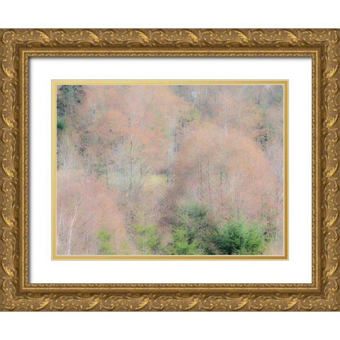 USA-Washington State-Carnation-Pacific Northwest early spring Alder Trees Gold Ornate Wood Framed Art Print with Double Matting by Gulin, Sylvia