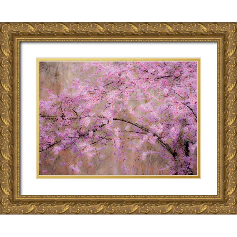 USA-Washington State-Fall City-Springtime cherry trees blooming along Snoqualmie River Gold Ornate Wood Framed Art Print with Double Matting by Gulin, Sylvia