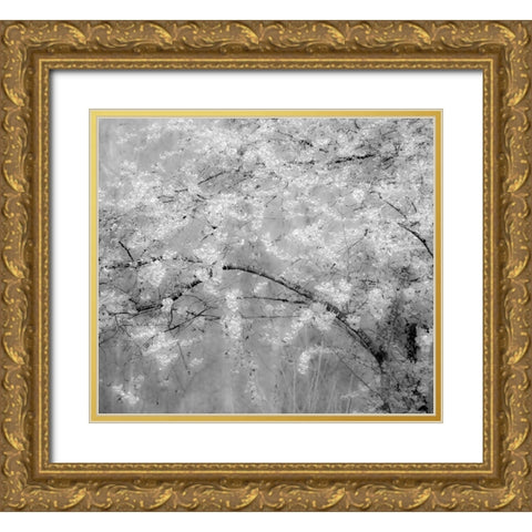 USA-Washington State-Fall City-Springtime cherry trees blooming along Snoqualmie River Gold Ornate Wood Framed Art Print with Double Matting by Gulin, Sylvia