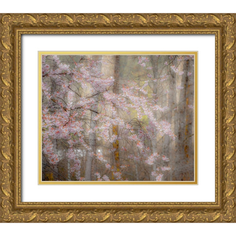USA-Washington State-Fall City-Springtime cherry trees blooming along Snoqualmie River Gold Ornate Wood Framed Art Print with Double Matting by Gulin, Sylvia