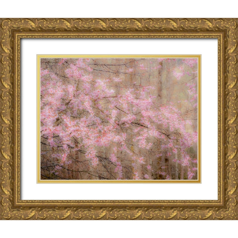 USA-Washington State-Fall City-Springtime cherry trees blooming along Snoqualmie River Gold Ornate Wood Framed Art Print with Double Matting by Gulin, Sylvia