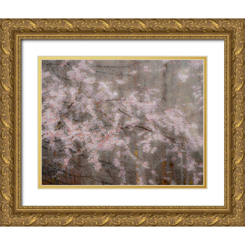 USA-Washington State-Fall City-Springtime cherry trees blooming along Snoqualmie River Gold Ornate Wood Framed Art Print with Double Matting by Gulin, Sylvia