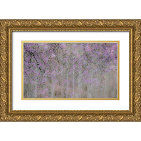 USA-Washington State-Fall City-Springtime cherry trees blooming along Snoqualmie River Gold Ornate Wood Framed Art Print with Double Matting by Gulin, Sylvia