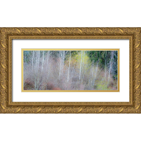 USA-Washington State-Sammamish springtime and alder and willow trees in early spring pano Gold Ornate Wood Framed Art Print with Double Matting by Gulin, Sylvia