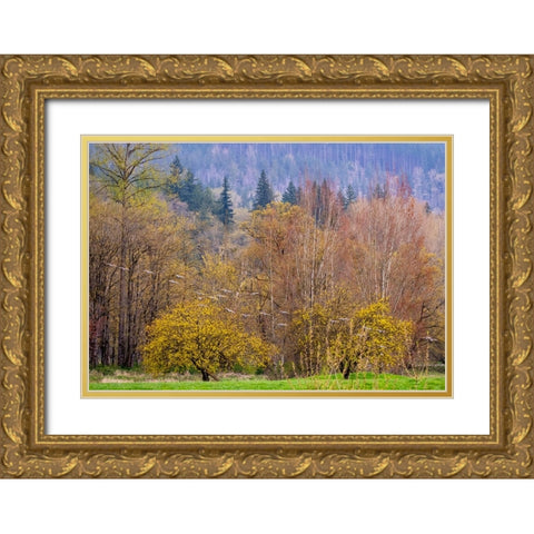 USA-Washington State-Carnation early spring and trees just budding out and Canada Geese Gold Ornate Wood Framed Art Print with Double Matting by Gulin, Sylvia