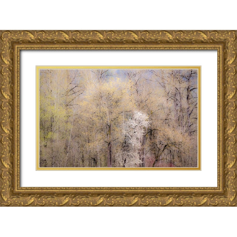 USA-Washington State-Carnation-springtime with flowering wild Cherry and Cottonwoods Gold Ornate Wood Framed Art Print with Double Matting by Gulin, Sylvia